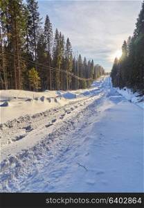Road in the forest. Winter