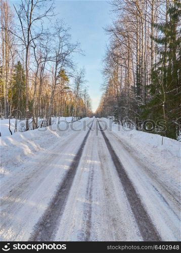 Road in the forest. Winter