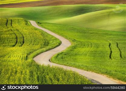 Road in the green field waves, South Moravia, Czech Republic