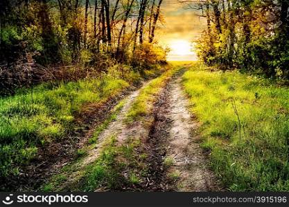 Road in the green forest stretches to the setting sun. Road in the green forest stretches to the sun