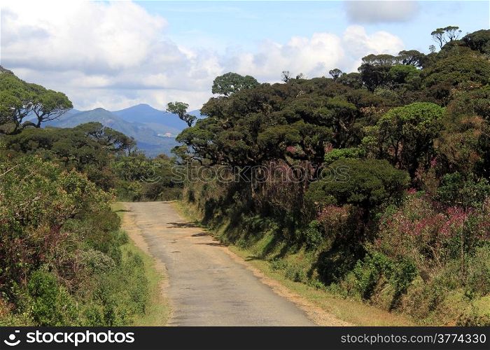 Road in the Horton plains national park, Sri Lanka