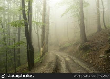 road in the misty green forest