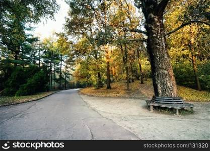 Road in the park with a bench under a tree. Road in the park with a bench