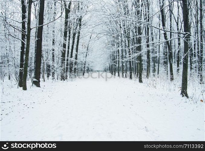 Road in the snowy winter forest