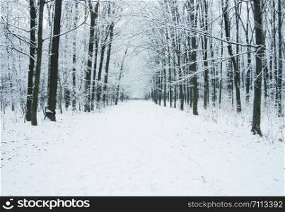 Road in the snowy winter forest