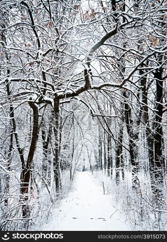 Road in the winter forest under snow-covered trees