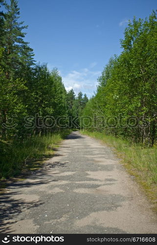 road in tree forest at summer day