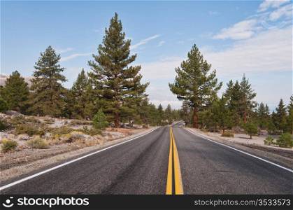 Road into a pine forest near Mono Lake, California