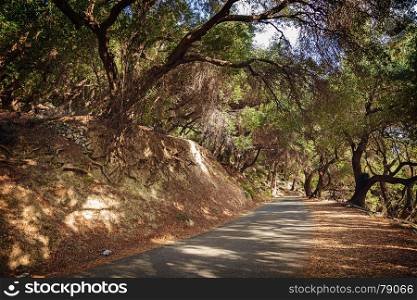 Road leading through olive grove, Corfu, Greece