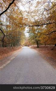 Road leads through the New Forest in autumn in Hampshire south England