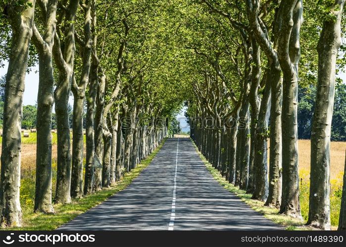 Road near Carcassonne (Aude, Languedoc-Roussillon, France) at summer, with rows of trees