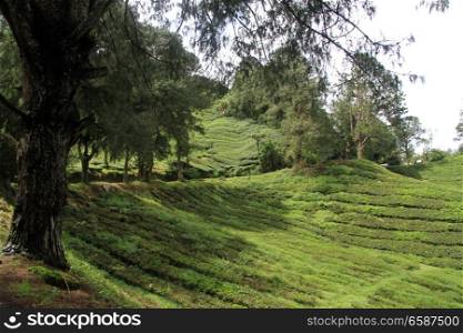 Road near tea plantation in Cameron Highlands, Malaysia