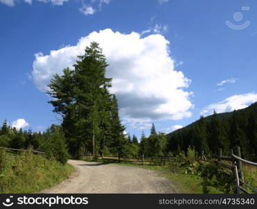 Road near wooden fence between the fir-trees. Road to mountains