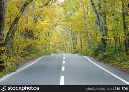 Road of autumn tint