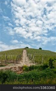 Road on the vineyards hill