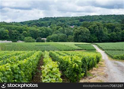 Road on vineyard landscape, Montagne de Reims, France. Vineyard landscape in France