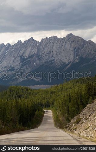 Road passing through a forest, Jasper National Park, Alberta, Canada