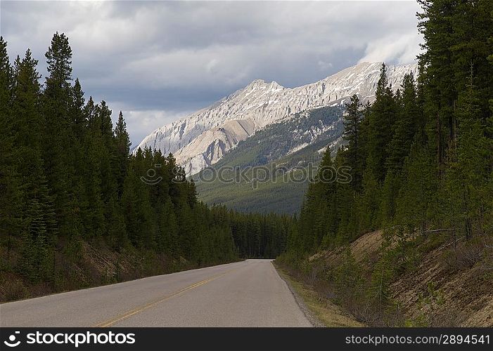 Road passing through a forest, Maligne Lake Road, Jasper National Park, Alberta, Canada