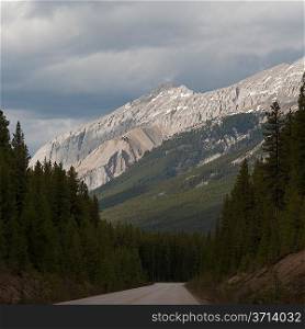 Road passing through a forest, Maligne Lake Road, Jasper National Park, Alberta, Canada