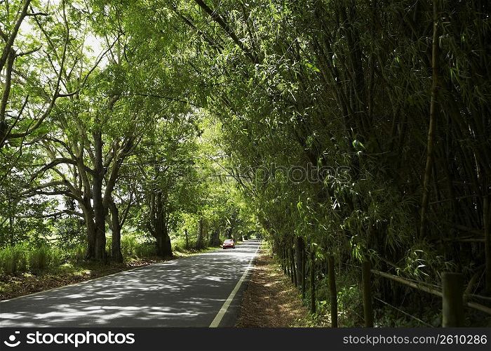 Road passing through a forest, Puerto Rico