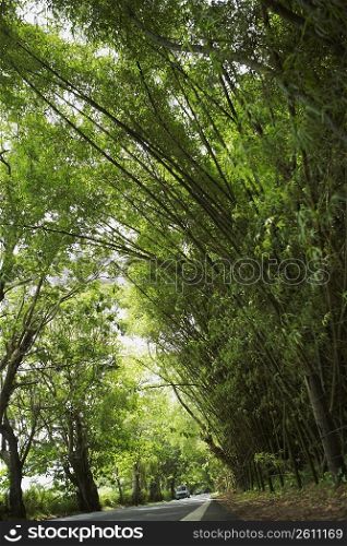 Road passing through a forest, Puerto Rico