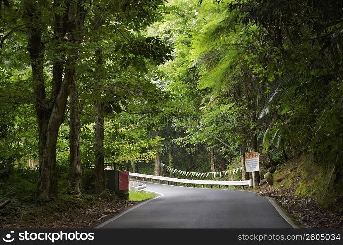 Road passing through a rainforest, El Yunque Rainforest, Puerto Rico