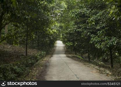 Road passing through forest, Koh Samui, Surat Thani Province, Thailand