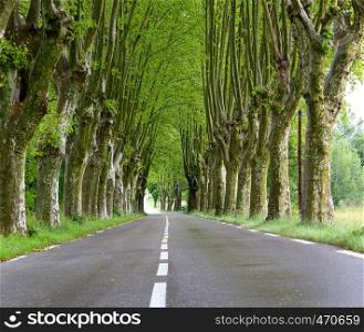 road passing under the plane trees