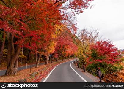 Road path with red fall foliage in autumn near Fujikawaguchiko, Yamanashi. A tree in Japan with blue sky background.