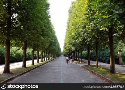 Road pathway in between lined trees
