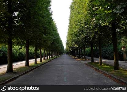 Road pathway in between lined trees
