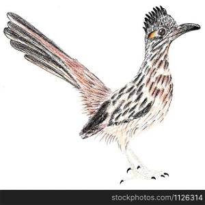 Road Runner. Greater roadrunner. Geococcyx californianus. Bird illustration. Road Runner. Greater roadrunner. Geococcyx californianus. Bird illustration.