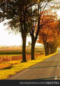 Road running through autumn fall tree alley. Beautiful autumnal landscape, orange foliage