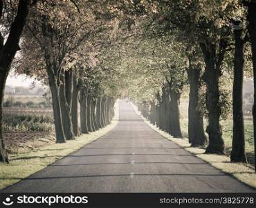 Road running through summer tree alley. Beautiful landscape. Color filter