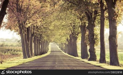 Road running through summer tree alley. Beautiful landscape. Color filter