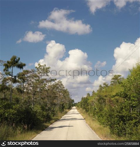 Road surrounding by growth in Everglades National Park, Florida, USA.