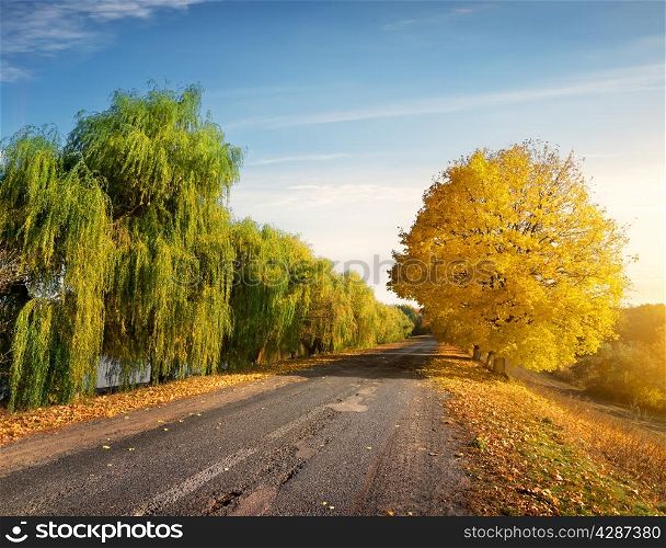 Road through autumn forest in sunny day