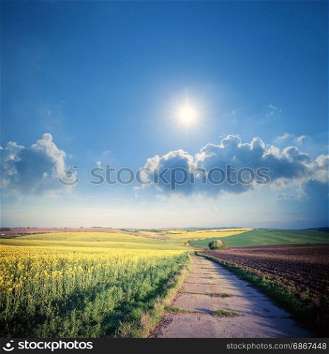 Road through beautiful yellow summer fields. Countryside idyllic landscape