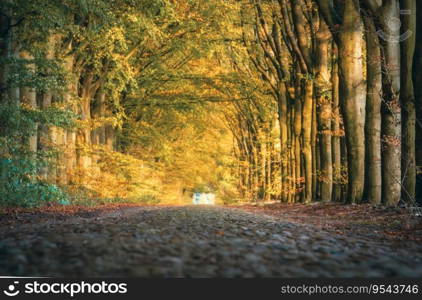 Road through forest area, with vibrant autumn leaf color, dappled light through the trees, and empty, quiet mood.. Nostalgic forest road with cobblestones through beech avenue