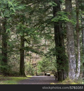 Road through forest, Whistler, British Columbia, Canada