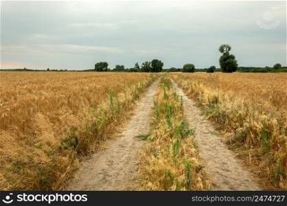 Road through golden fields and cloudy sky, Nowiny, Poland