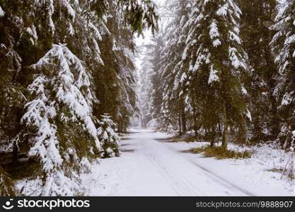 Road through moody snowy pine forest in winter, snow fall. Winter in forest background. Road through moody snowy pine forest in winter, snow fall.