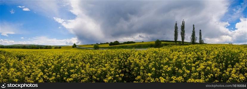 Road through spring rapeseed yellow blooming fields panoramic view, blue sky with clouds and sunshine. Natural seasonal, good weather, climate, eco, farming, countryside beauty concept.