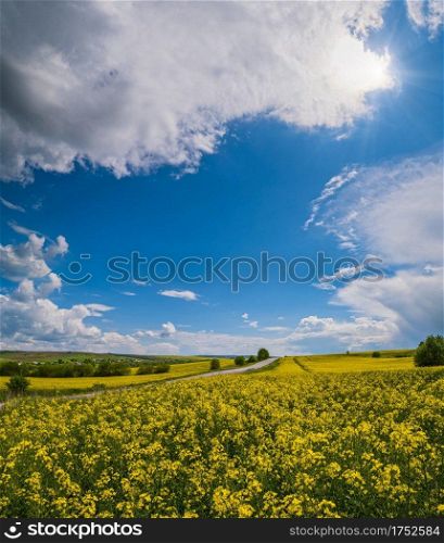Road through spring rapeseed yellow blooming fields view, blue sky with clouds and sunshine. Natural seasonal, good weather, climate, eco, farming, countryside beauty concept.