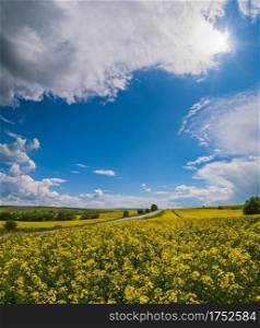 Road through spring rapeseed yellow blooming fields view, blue sky with clouds and sunshine. Natural seasonal, good weather, climate, eco, farming, countryside beauty concept.