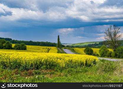 Road through spring rapeseed yellow blooming fields view, blue sky with clouds in sunlight. Natural seasonal, good weather, climate, eco, farming, countryside beauty concept.