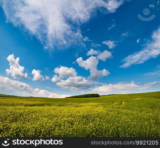 Road through spring rapeseed yellow blooming fields view, blue sky with clouds in sunlight. Natural seasonal, good weather, climate, eco, farming, countryside beauty concept.