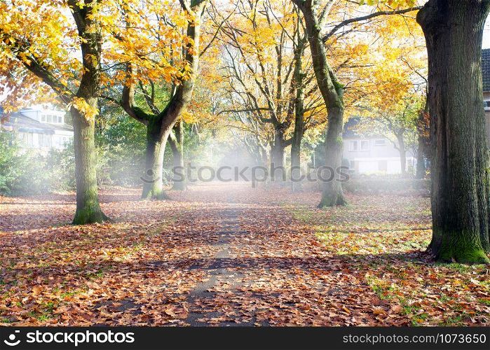 Road through the autumn forest with high trees, misty and fog road with the colors orange and yellow landscape colorful. Road through the autumn forest with high trees, misty and fog road with the colors orange and yellow landscape