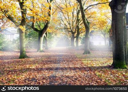 Road through the autumn forest with high trees, misty and fog road with the colors orange and yellow landscape colorful. Road through the autumn forest with high trees, misty and fog road with the colors orange and yellow landscape
