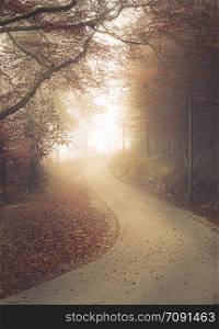 Road through the foggy forest in autumn settings with red-colored fallen leaves on the asphalt. Picture taken near Fussen city, Bavaria, Germany
